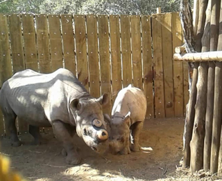 A black rhino mother reunites and bonds with her calf after their 700 km trip in separate crates, and after dehorning.